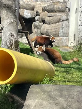 天王寺動物園に投稿された画像（2022/3/27）