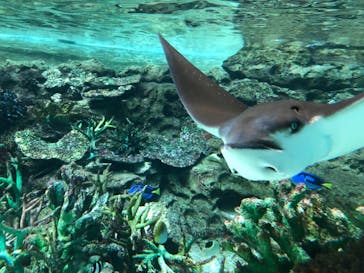 名古屋港水族館に投稿された画像（2022/3/27）