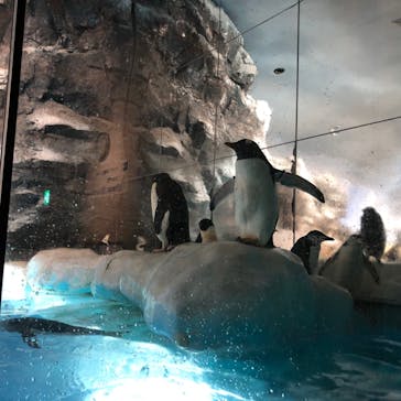 名古屋港水族館に投稿された画像（2022/3/27）