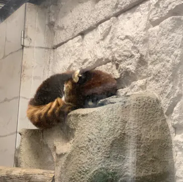 天王寺動物園に投稿された画像（2022/3/27）