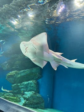 マクセル アクアパーク品川に投稿された画像（2022/3/27）