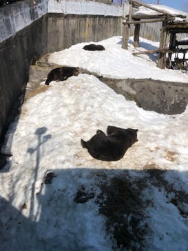 のぼりべつクマ牧場に投稿された画像（2022/3/27）