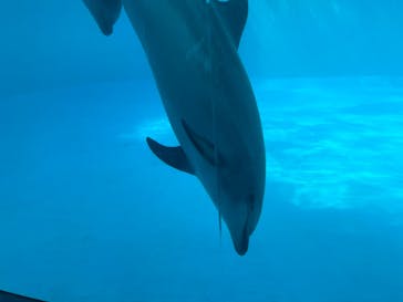 名古屋港水族館に投稿された画像（2022/3/27）