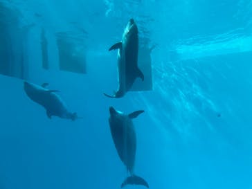 名古屋港水族館に投稿された画像（2022/3/27）