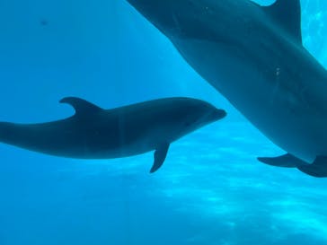 名古屋港水族館に投稿された画像（2022/3/27）