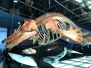 名古屋港水族館に投稿された画像（2022/3/27）