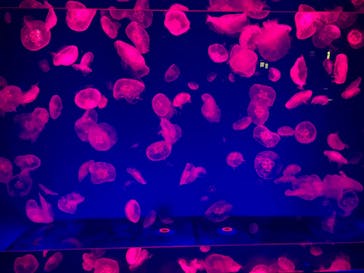 名古屋港水族館に投稿された画像（2022/3/27）