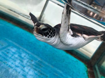 名古屋港水族館に投稿された画像（2022/3/27）