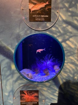 新江ノ島水族館に投稿された画像（2022/3/27）