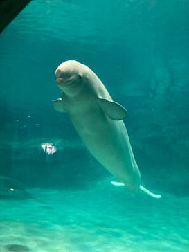 名古屋港水族館に投稿された画像（2022/3/27）