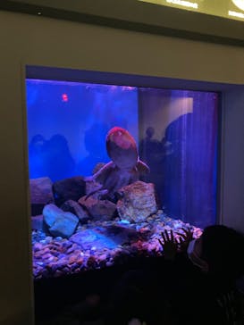 名古屋港水族館に投稿された画像（2022/3/27）