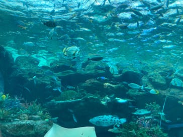 名古屋港水族館に投稿された画像（2022/3/27）
