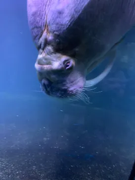 横浜・八景島シーパラダイスに投稿された画像（2022/3/27）