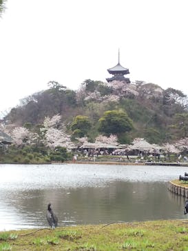 三溪園に投稿された画像（2022/3/27）