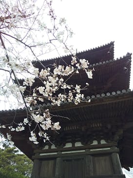 三溪園に投稿された画像（2022/3/27）