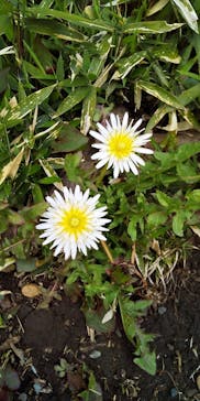 三溪園に投稿された画像（2022/3/27）