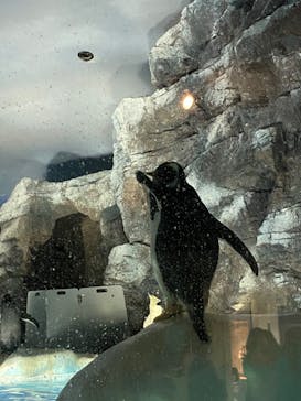 名古屋港水族館に投稿された画像（2022/3/27）