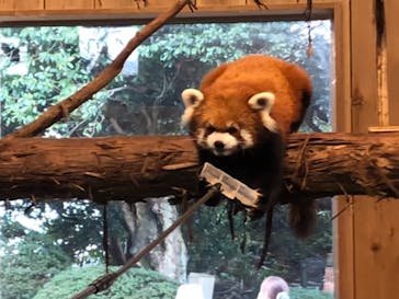 伊豆シャボテン動物公園に投稿された画像（2022/3/27）