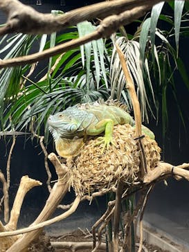 カワスイ 川崎⽔族館に投稿された画像（2022/3/27）