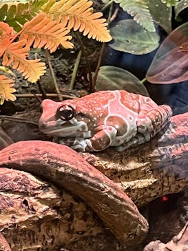 カワスイ 川崎⽔族館に投稿された画像（2022/3/27）