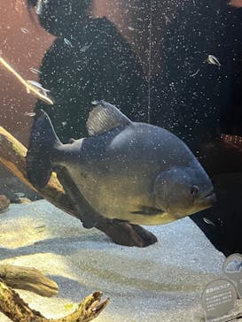 カワスイ 川崎⽔族館に投稿された画像（2022/3/27）