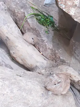 神戸どうぶつ王国に投稿された画像（2022/3/27）