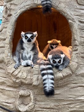 東武動物公園に投稿された画像（2022/3/27）