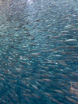 名古屋港水族館に投稿された画像（2022/3/27）