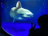 サンシャイン水族館に投稿された画像（2022/3/27）