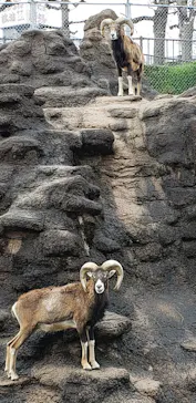 天王寺動物園に投稿された画像（2022/3/27）