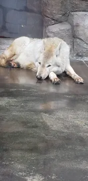 天王寺動物園に投稿された画像（2022/3/27）