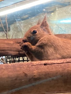 那須どうぶつ王国に投稿された画像（2022/3/27）