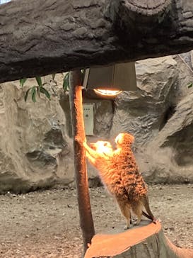 那須どうぶつ王国に投稿された画像（2022/3/27）