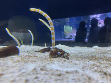 すみだ水族館に投稿された画像（2022/3/27）