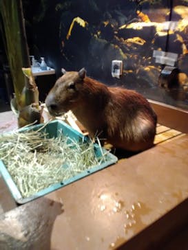 Moff animal world MARK IS みなとみらい店に投稿された画像（2022/3/27）