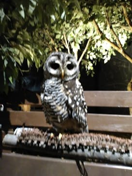 Moff animal world MARK IS みなとみらい店に投稿された画像（2022/3/27）