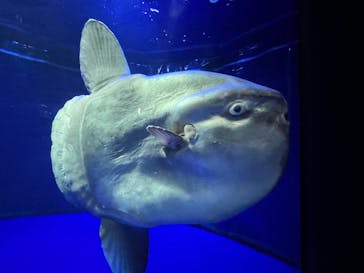 サンシャイン水族館に投稿された画像（2022/3/27）