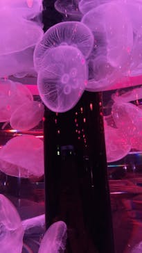 マクセル アクアパーク品川に投稿された画像（2022/3/27）