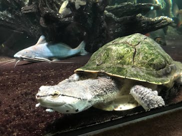 サンシャイン水族館に投稿された画像（2022/3/27）