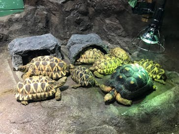 サンシャイン水族館に投稿された画像（2022/3/27）