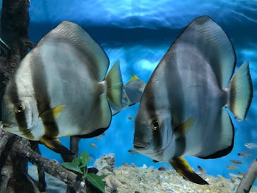 サンシャイン水族館に投稿された画像（2022/3/27）