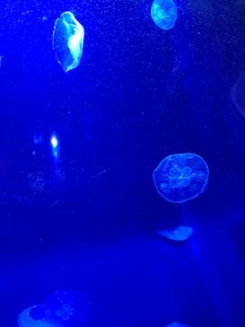 サンシャイン水族館に投稿された画像（2022/3/27）