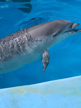 名古屋港水族館に投稿された画像（2022/3/27）