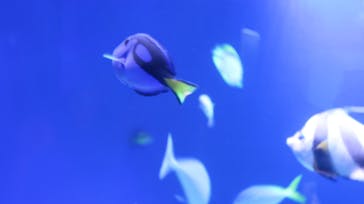 新江ノ島水族館に投稿された画像（2022/3/27）