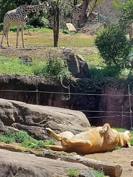 天王寺動物園に投稿された画像（2022/3/27）