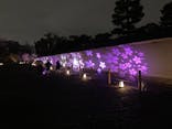 NAKED FLOWERS 2022 -桜- 世界遺産・二条城に投稿された画像（2022/3/27）