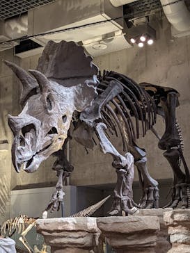 国立科学博物館に投稿された画像（2022/3/27）