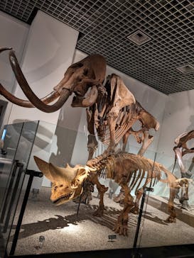 国立科学博物館に投稿された画像（2022/3/27）