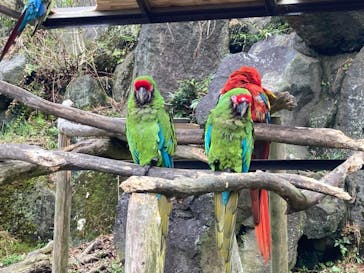 伊豆シャボテン動物公園に投稿された画像（2022/3/27）