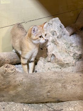 ネオパークオキナワに投稿された画像（2022/3/27）